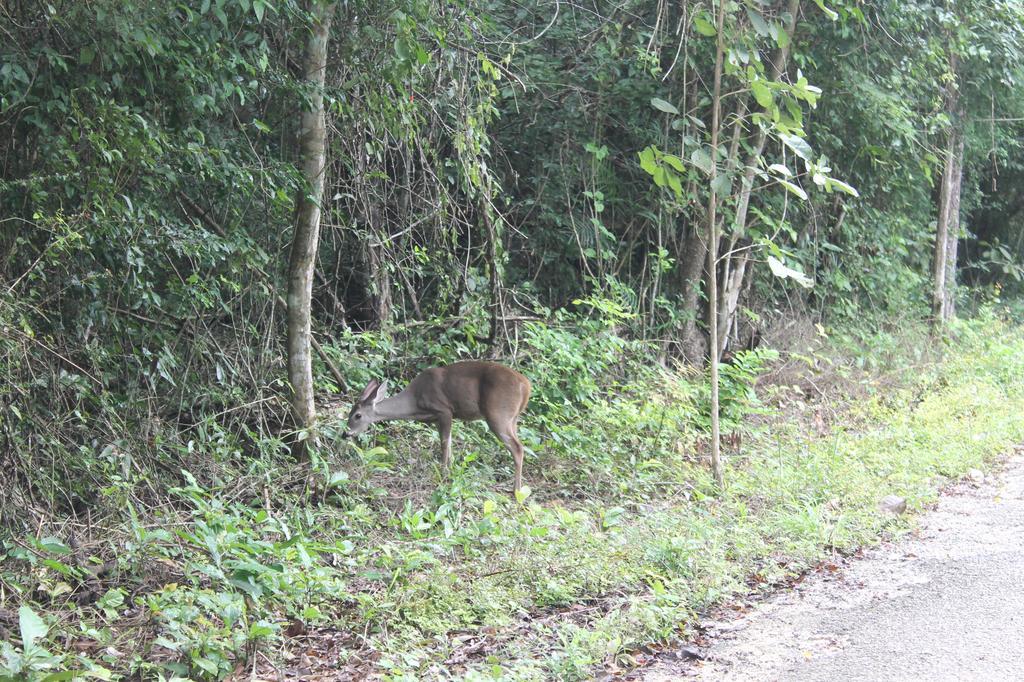 Campamento Yaax Che En Calakmul Conhuas المظهر الخارجي الصورة